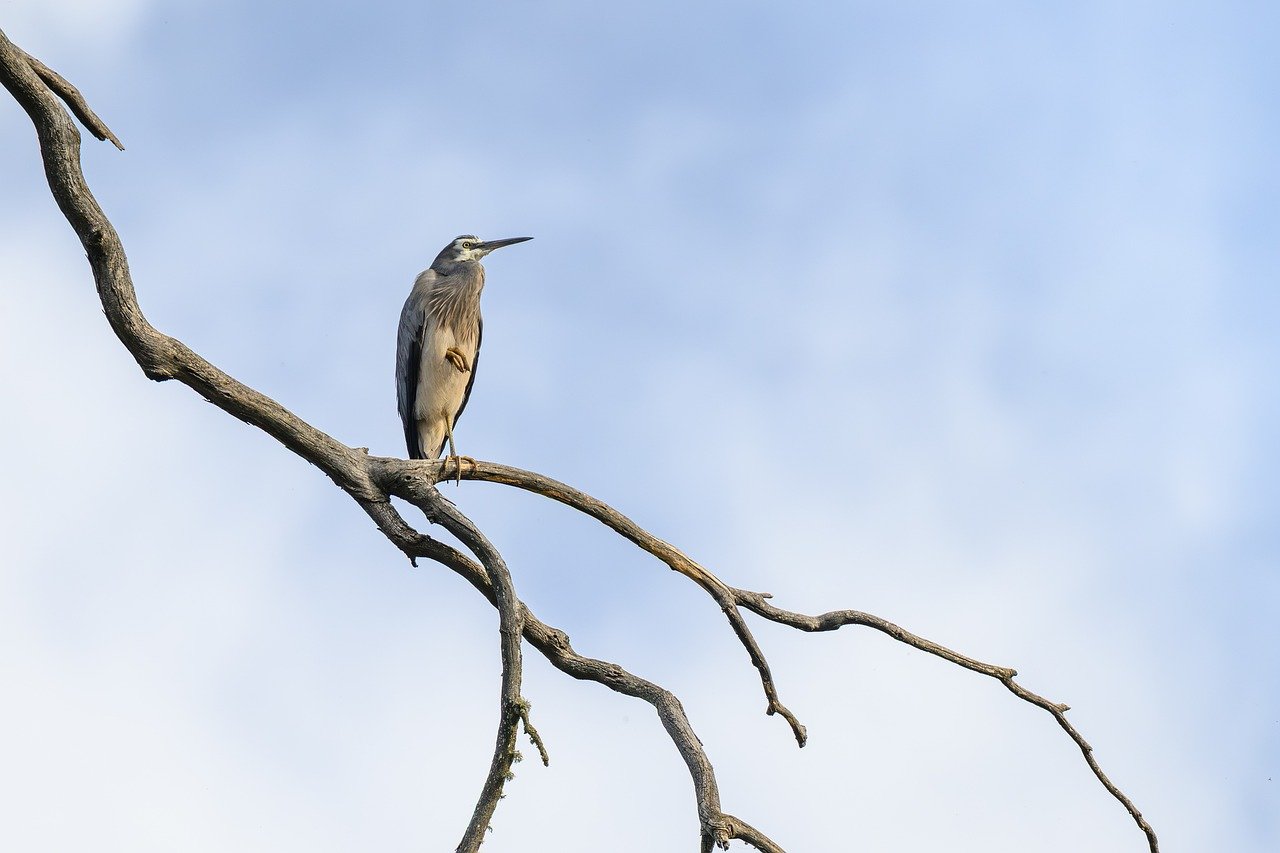 white-faced heron, heron, egretta novaehollandiae, bird, animal, wildlife, feathers, plumage, wings, bill, beak, nature, perched, avian, australia