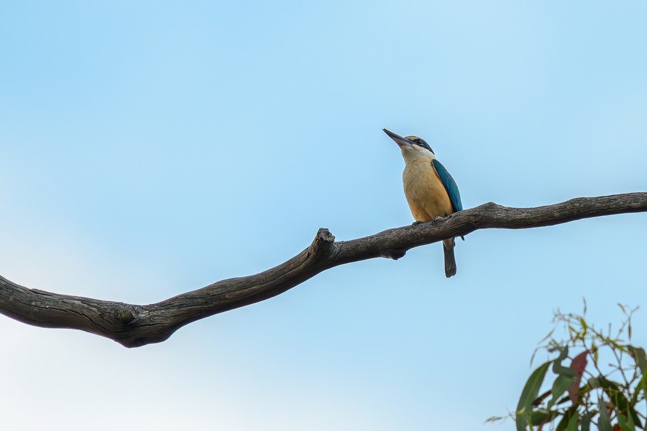 sacred kingfisher, kingfisher, todiramphus sanctus, bird, beak, feathers, plumage, bill, animal, wildlife, wilderness, nature, fauna, avian, wild, australia