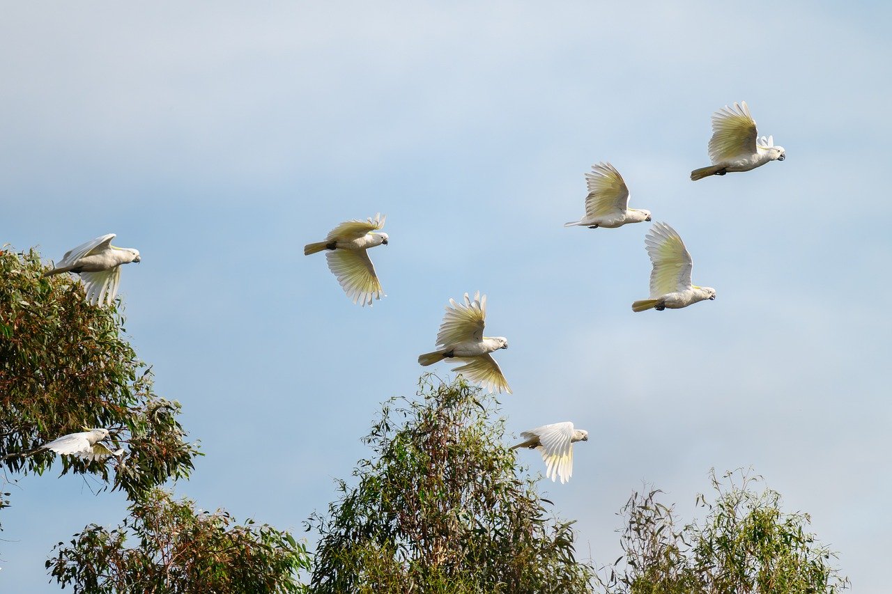 sulphur-crested cockatoo, cockatoo, cacatua galerita, parrot, white, yellow, wildlife, bird, avian, nature, wild, fly, flying, flock, noisy, cloud, sky, wings, freedom, australia, australian