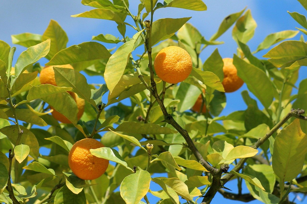 mandarin, tree, fruit, citrus, vitamins, orange, healthy, fresh, organic, leaves, ripe, nature, freshness, antioxidant, peel, freshly harvested, sweet, juicy, agriculture