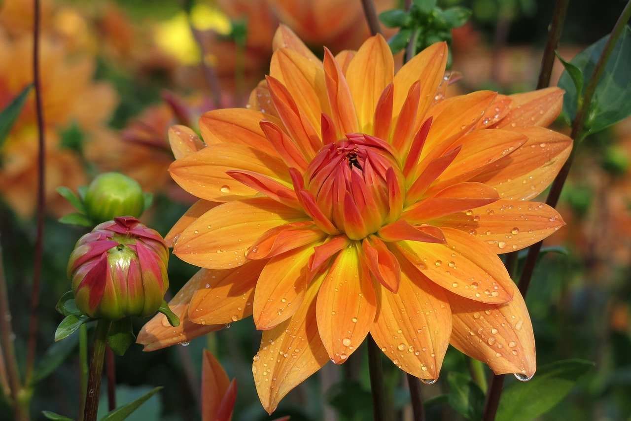 dahlia, beautiful flowers, decorative dahlia, blossom, bloom, flower, nature, flower background, plant, garden, flower wallpaper, botany