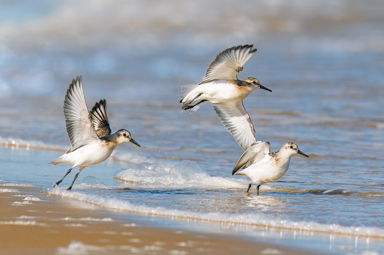 sandpiper, wing, beach, wildlife, sea, nature, coast, bird watching, water, ornithology, north sea, birds, flying, close up
