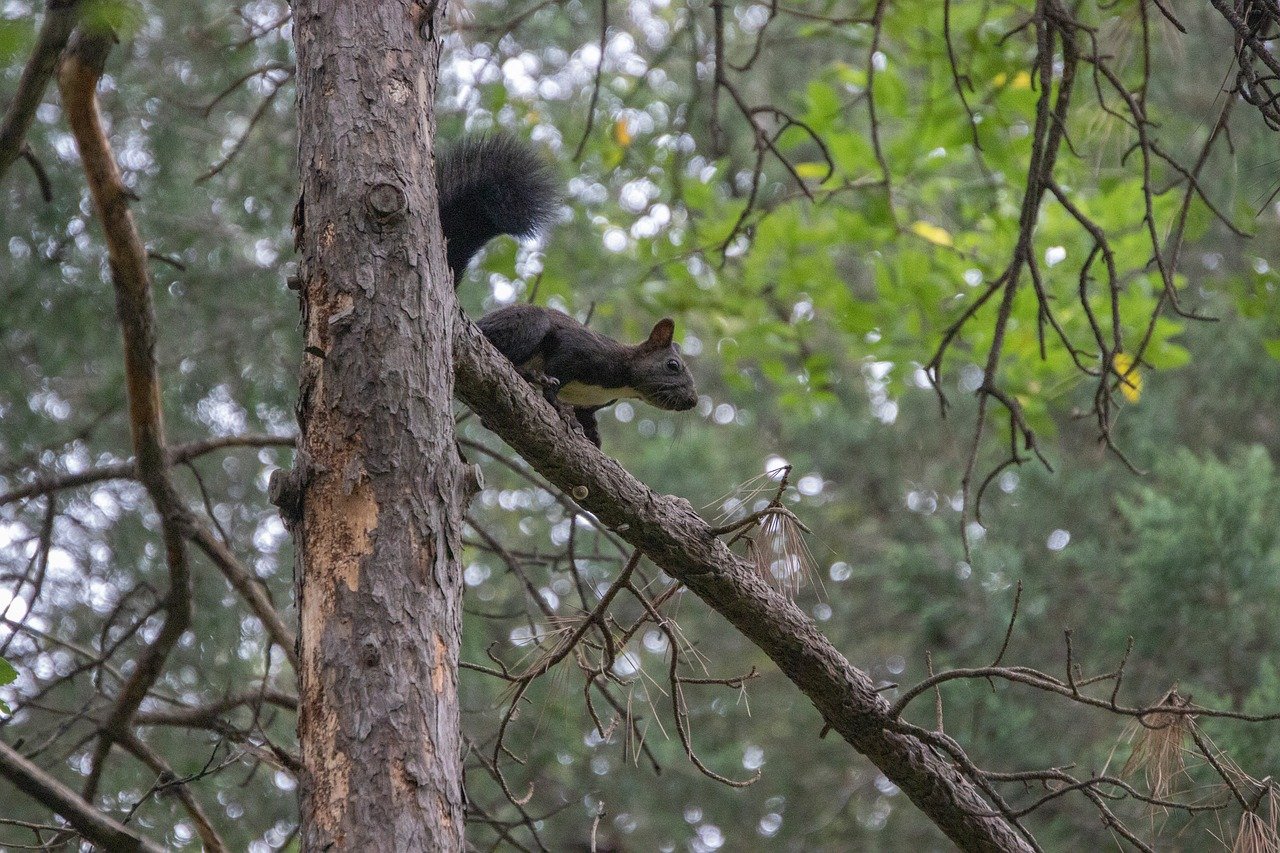 squirrel, nature, animal, wildlife, rodent, mammal, forest, branch, cute, tree, forest photography, wild animals, outdoors, natural environment, wild, tree branches, landscape, ecosystem, natural beauty, creature, foraging