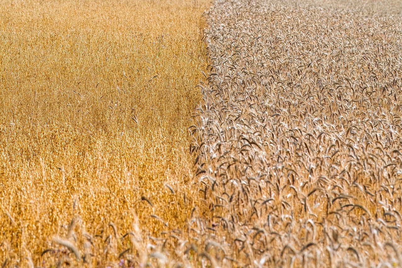 grain, wheat, agriculture, nature, cornfield, rural, spike, growth, food, plant, field, cultivation, crops, wheat plants, gerste