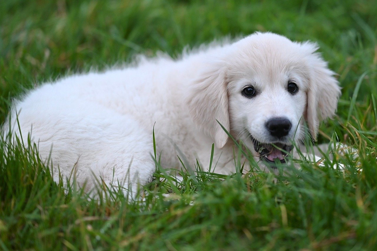 golden retriever puppy, golden awana, nature, dog, puppy