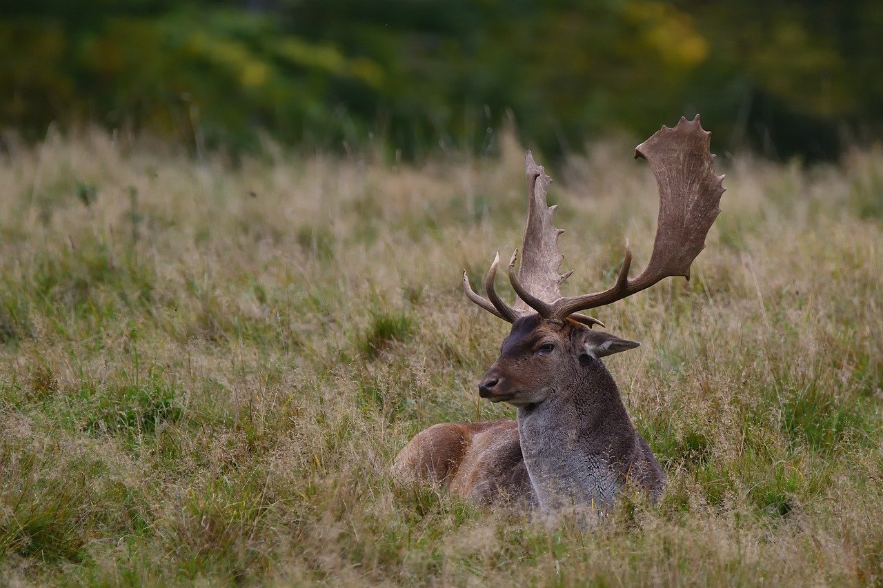 fallow deer, nature, autumn, mammal, antlers, animal world, open field, forest edge, resting, seasonal, park, wild, calm, brown fur, large antlers, wide shot, rural landscape, animal species