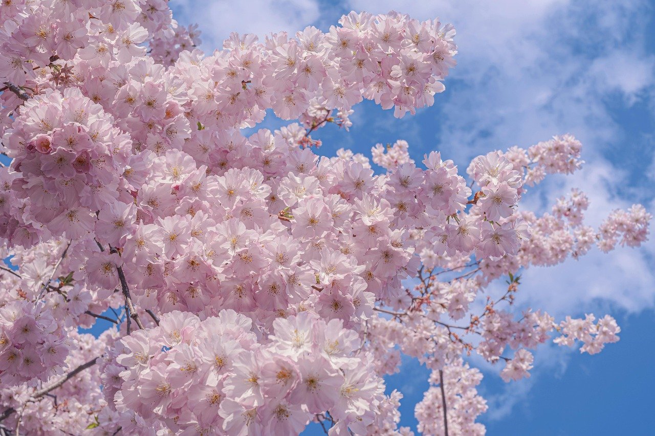 cherry blossom, spring, flower, pink, sky, branches, beautiful flowers, flower wallpaper, crystal clear, nature, blue sky, japanese, flower background, seasonal, poetic, romantic, blooming, purity, aesthetic, idyllic, splendor, tranquility, blue