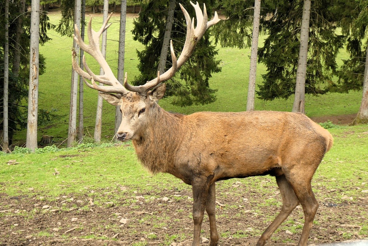 red deer, deer, nature, wild, landscape, animal, mammal, forest, antlers, fauna, trees, meadow, male, animal park, germany, hellenthal, game hedge