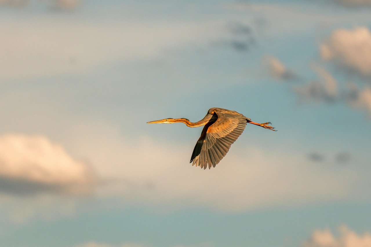 nature, wilderness, heaven, birds, africa, safari, animals, wildlife, national park, to travel, flow, blue