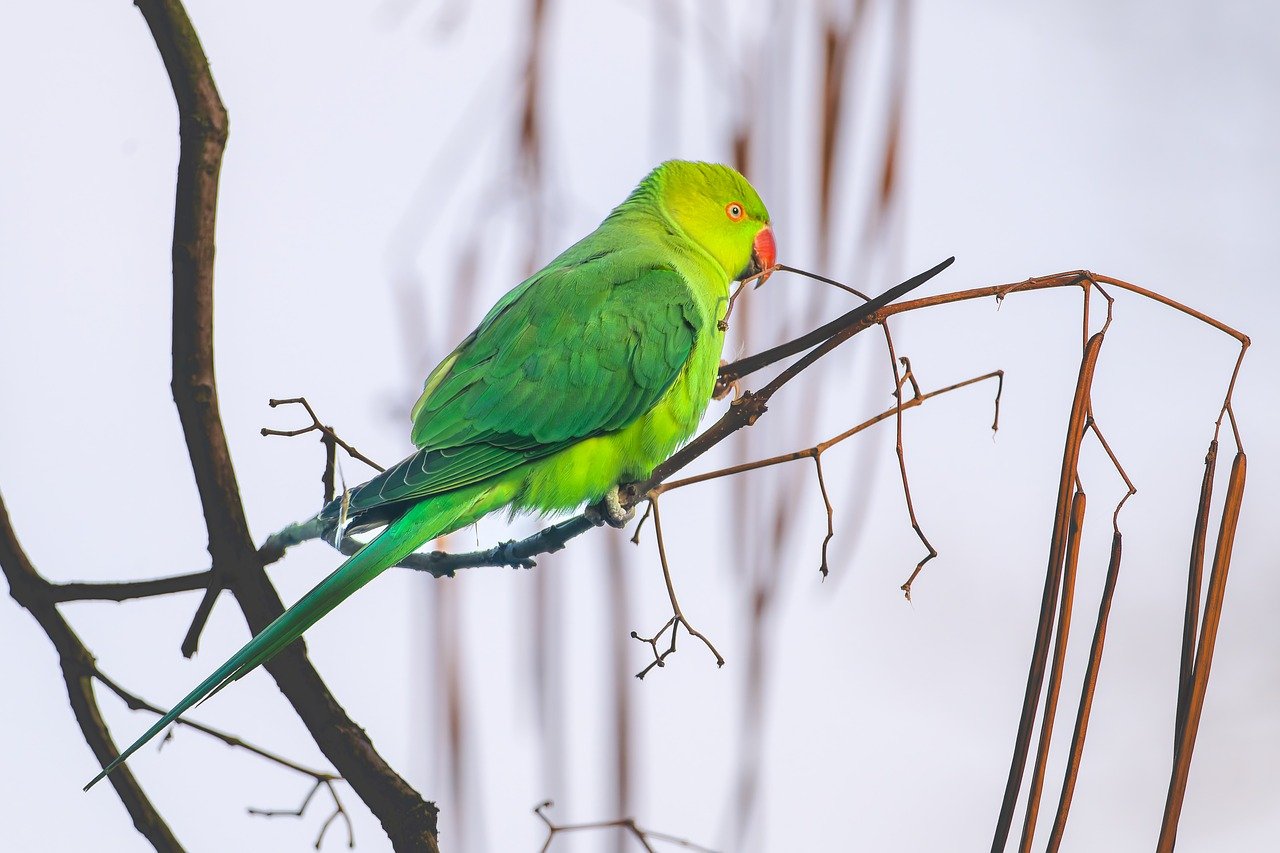 bird, parakeet, parrot, plumage, ring-necked parakeet, green bird, beak, red beak, tropical, ornithology, bird watching, tree, bird food, tree in autumn, exotic, wildlife, animal, nature, birdwatching, seeds