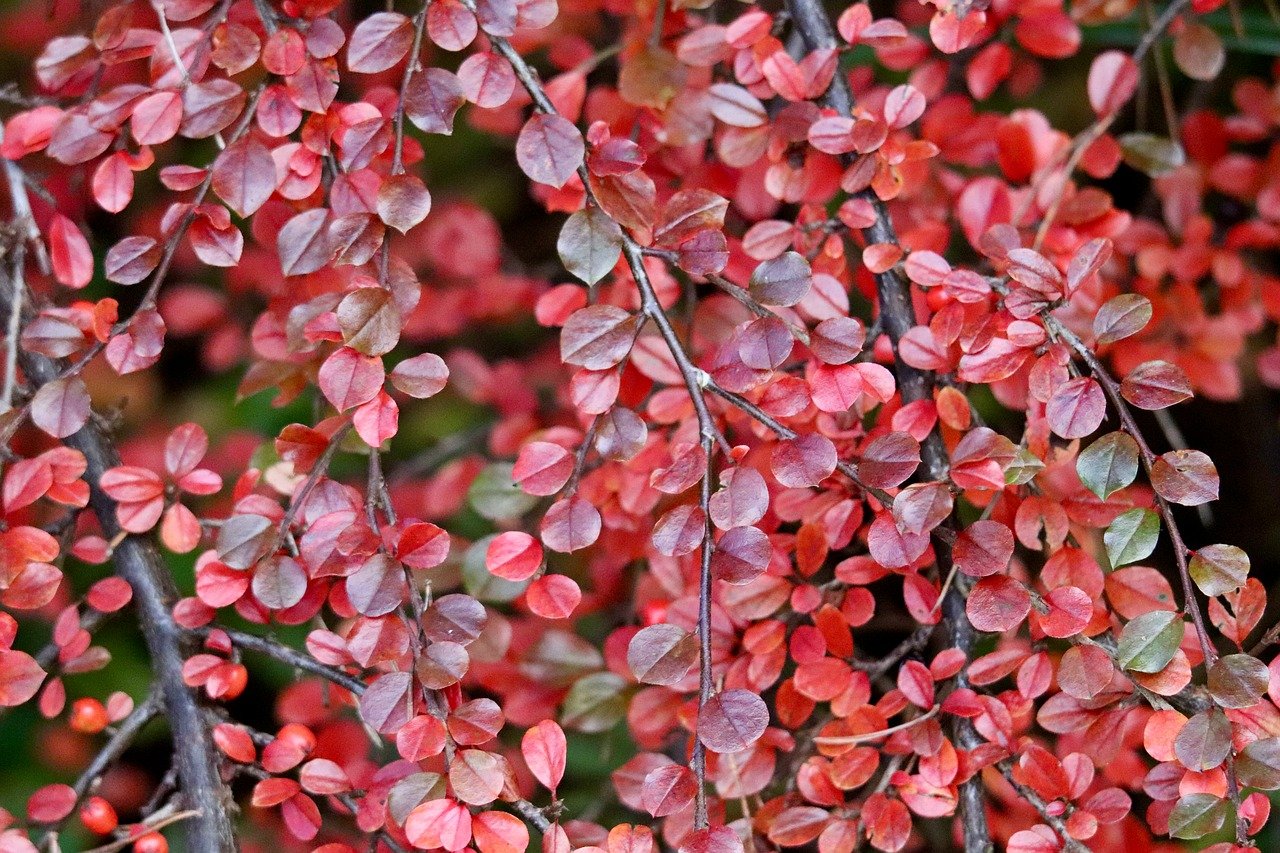 cotoneaster, red leaves, autumn colors, nature, leaves, shrub, twigs, beauty, seasonal, garden, landscape, autumn, botany, foliage, splendor, optical effect, refreshment, natural beauty, leaves in foreground