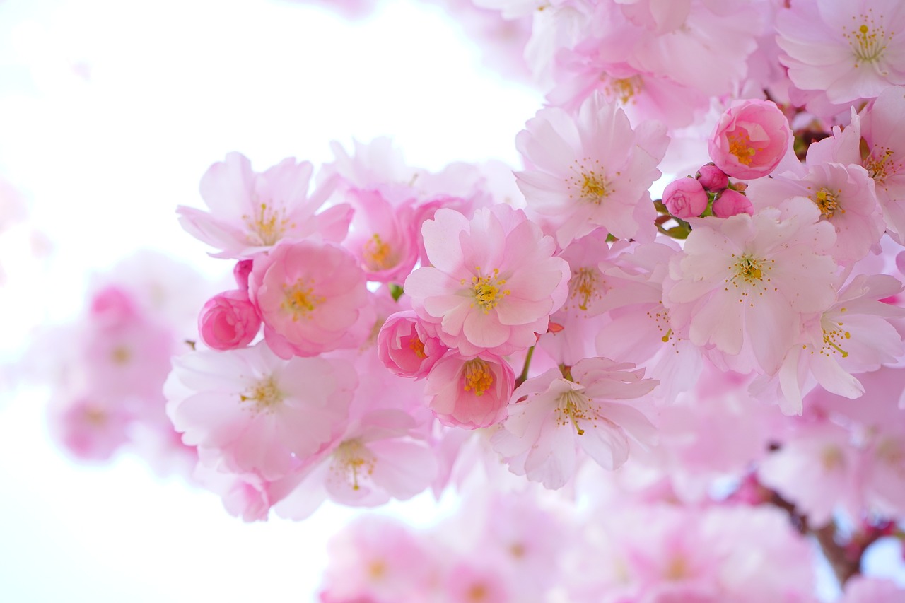 pink, cherry blossoms, flowers, branch, pink flowers, flower background, beautiful flowers, sakura, japanese cherry tree, bloom, blossom, flowering plant, ornamental plant, flower wallpaper, plant, flora, nature, close up