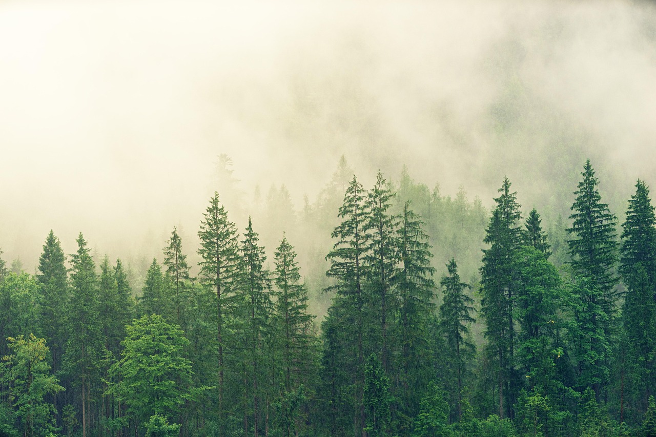 forest, trees, fog, beautiful nature, nature background, conifers, pine, spruce, desktop backgrounds, wallpaper 4k, fir forest, coniferous forest, wallpaper hd, mac wallpaper, nature, woods, free wallpaper, evergreen, clouds, mist, background, beautiful wallpaper, laptop wallpaper, hd wallpaper, 4k wallpaper, full hd wallpaper, cool backgrounds, 4k wallpaper 1920x1080, free background, nature wallpaper, windows wallpaper, zoom background