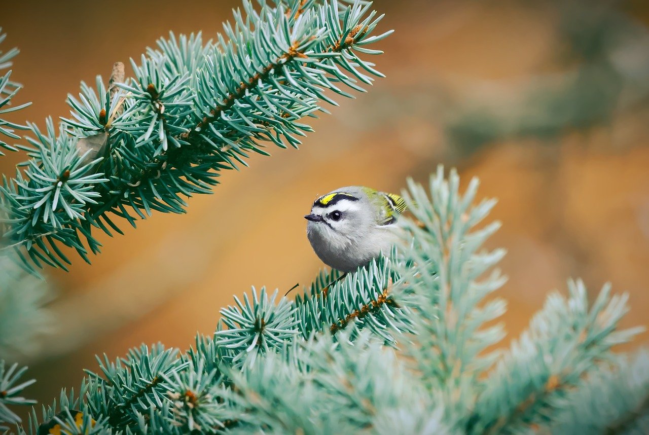 golden-crowned kinglet, bird, animal, wildlife, nature, wild, branch