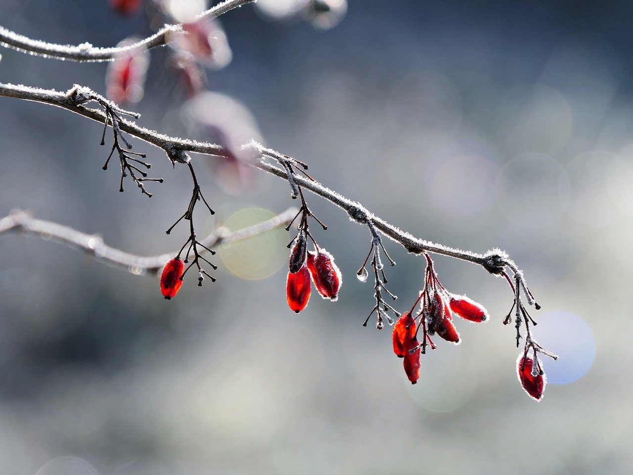 frost, winter, nature, cold, berry, shrub, light, natural reserve, environmental protection, bird food, outdoors, frozen, crystals, hoarfrost, ice crystals, silence, quiet, meditation, greeting card, christmas