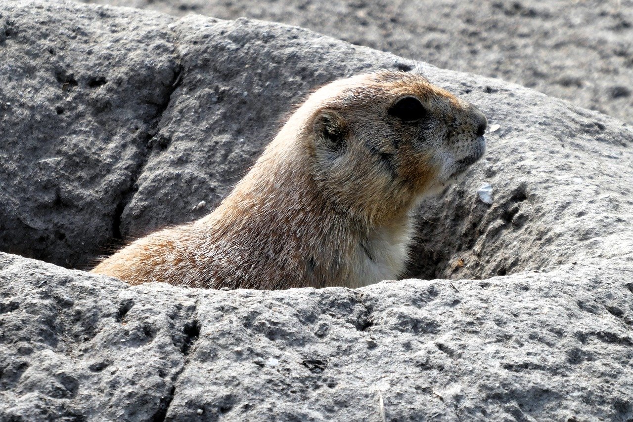 prairie dog, rodent, rotterdam, mammal, nature, fauna, animal, food, zoo, mothers, mother, animal world, curious