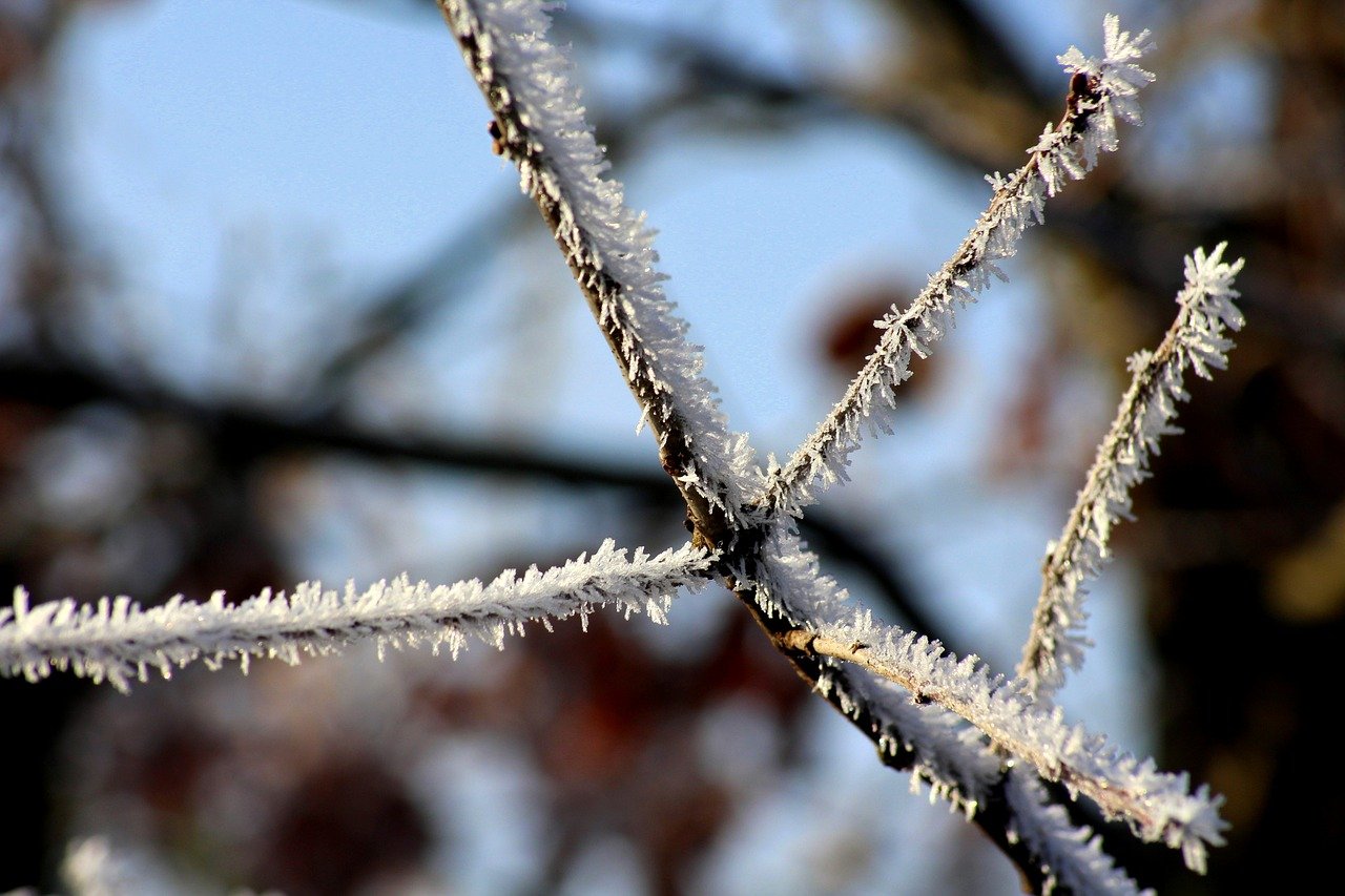 winter, frost, branches, nature, tree, plant, frozen, crystalline, gloss, winter scene, sky, white, morning, clear, detail, ice, natural beauty, winter landscape, winter morning, macro photography