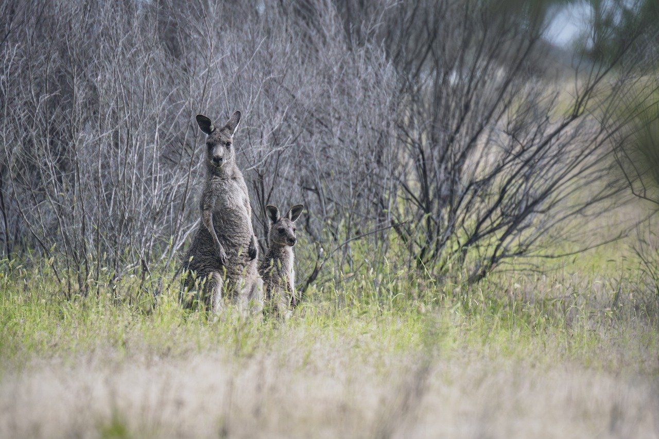 eastern grey kangaroos, kangaroos, wildlife, animals, macropus giganteus, marsupials, mammals, herbivore, joey, pouch, fauna, nature, wildlife photography, australia, australian