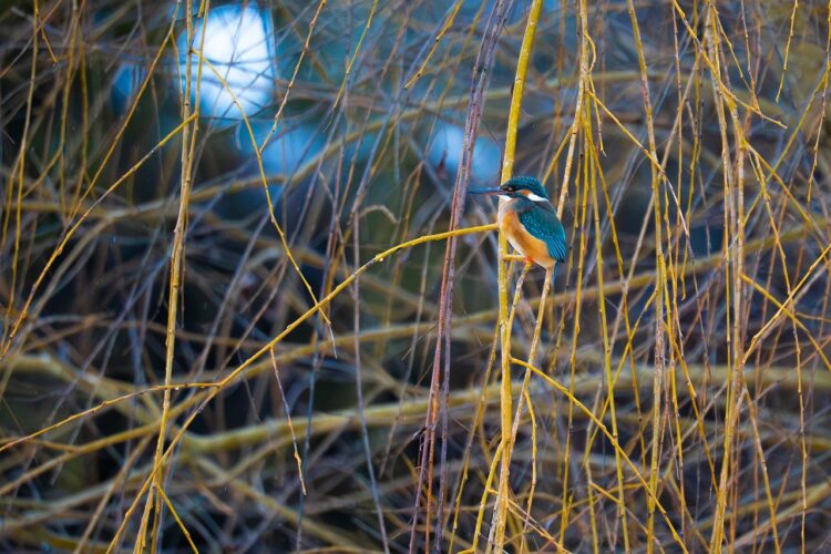 kingfisher, nature, bird, wild bird, animal, wildlife, birdlife, water bird, animal photography, wild animal, winter