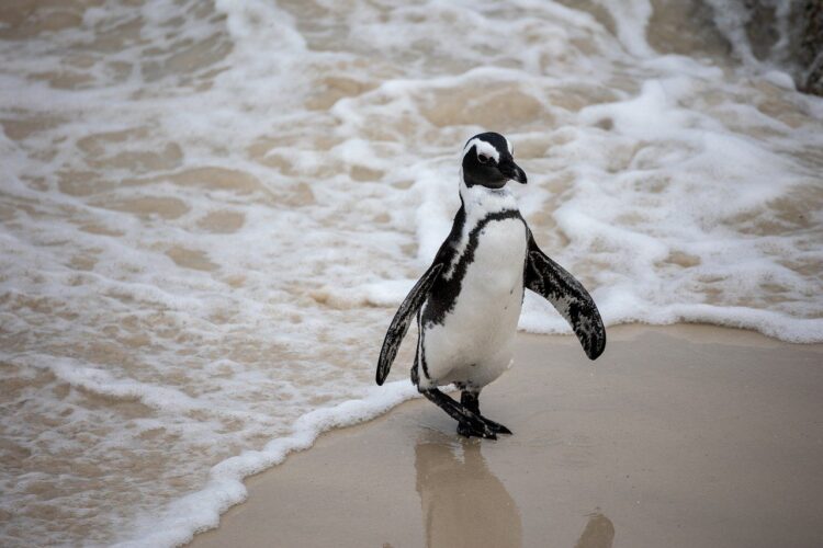 penguin, beach, sand, african penguin, natural, ocean, water, wave, cape town, light, nature, wildlife, happy, walking, extreme, coastal, tourist attraction, history, view, peaceful