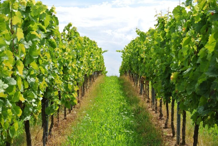vineyard, grapes, nature, grapevine, viticulture, wine growing, rebstock