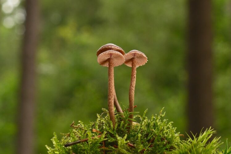 mushrooms, forest, moss, autumn, green, nature, wilderness, macro, flora, biotope, symbiosis, ecology, gills, fresh, tranquility, fusion, climate