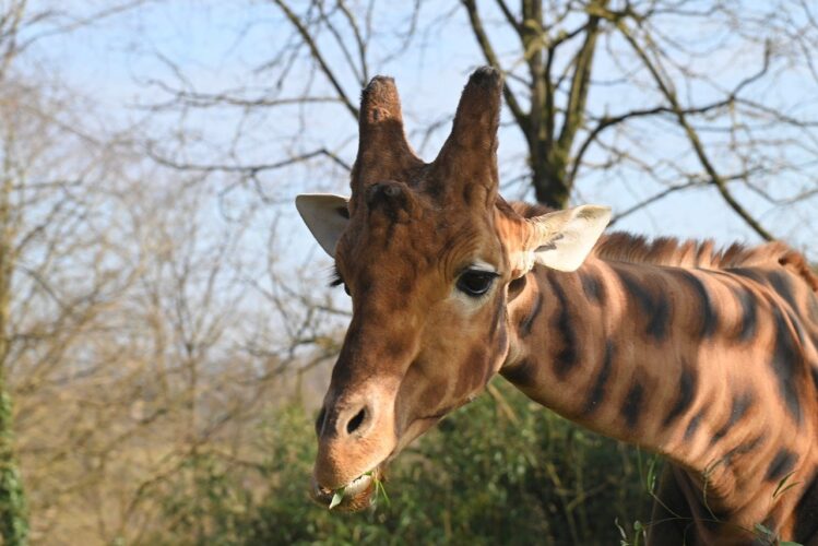 giraffe, zoo, animal, nature