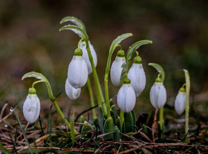 snowdrop, nature, spring, flowers, buds, details, macro, background, fresh, forest, ground, green, blooming, dew drops, wide angle, first flowers, preserve, soil, gardening