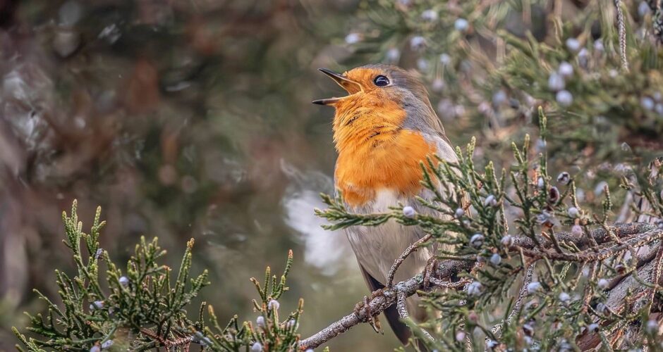 bird, singing, robin, pine needles, winter, song, nature, branch, singing bird, orange chest, passerine, conifer, wildlife, natural habitat, outdoors, beautiful song, central european bird