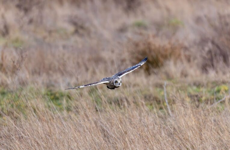short-eared owl, owl, bird, nature, wildlife, animal, perched, bokeh, birdwatching, grassland, flying