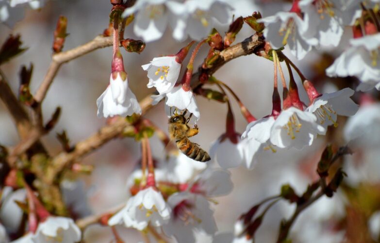 kojou no mai, fuji cherry, ornamental cherry, prunus incisa kojou-no-mai, march cherry, bees, honey bees, nature, insects, pollen, pollen bag, pollen panties, pollen basket, bee friendly, blossoms, flowering branches, hd background, nature wallpaper, world bee day, pollination