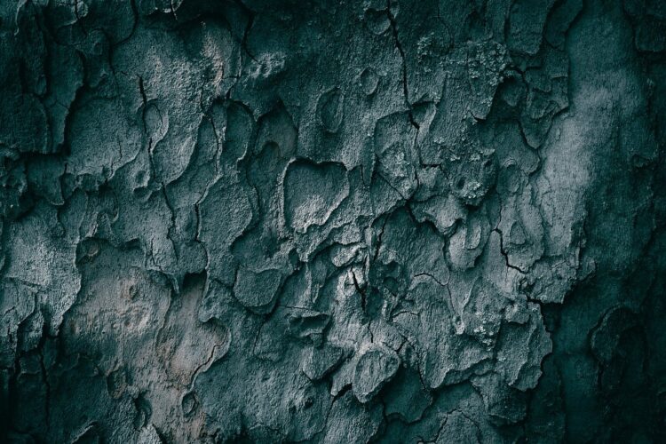tree, bark, texture, forest, wallpaper hd, rough, pattern, crack, tree bark, textured, dark, wood, planetree, free background, cool backgrounds, nature, 4k wallpaper, beautiful wallpaper, beautiful nature, free wallpaper, nature background, 4k wallpaper 1920x1080, dark background, close up, mac wallpaper, hd wallpaper, grunge, backdrop, wallpaper, wallpaper 4k, old, desktop backgrounds, aged, full hd wallpaper, nature wallpaper, sycamore, laptop wallpaper, abstract, trunk, background, backgrounds, windows wallpaper, detail