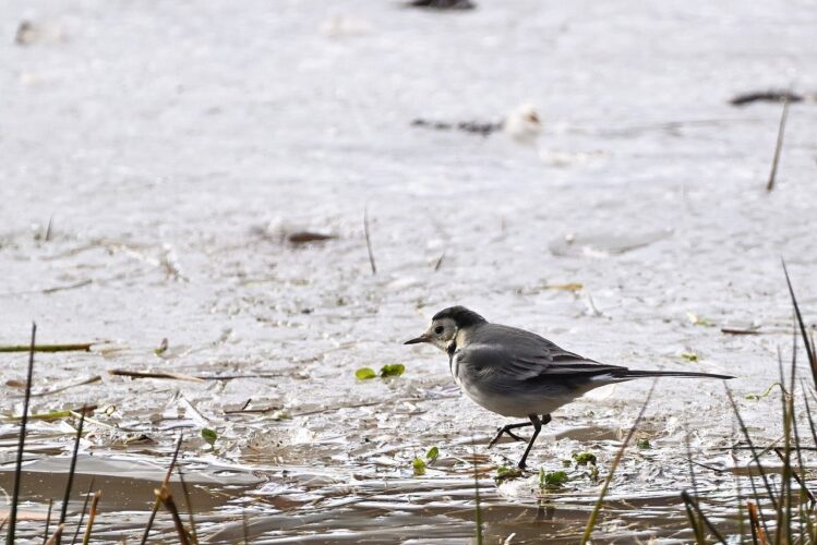 wagtail, songbird, winter, lake, ice, feathers, beak, ornithology, birdwatching, ecology, nature, frozen surface, cold, natural, outdoors, animal, puddle, mud, light