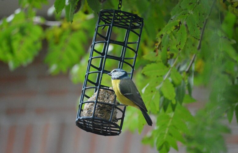 blue tit, feeding place, songbird, tit, animal, plumage, blue sky, wildlife, nature, fauna, hd background, nature wallpaper, branch, wild bird, ornithology, bird watching, sparrow bird, small bird, branches, sitting