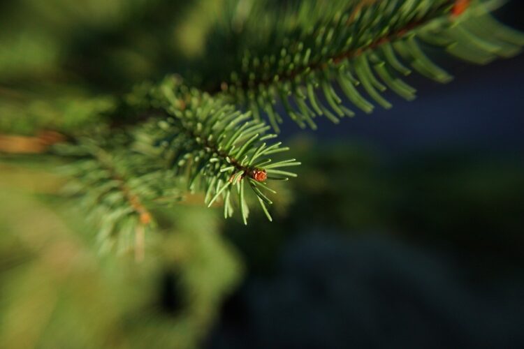 tree, nature, pin