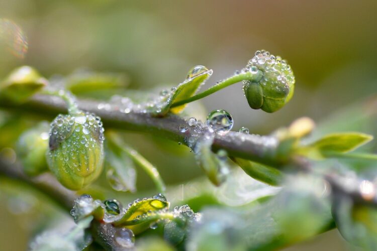 drops, buds, plants, stems, nature, green, water, dew