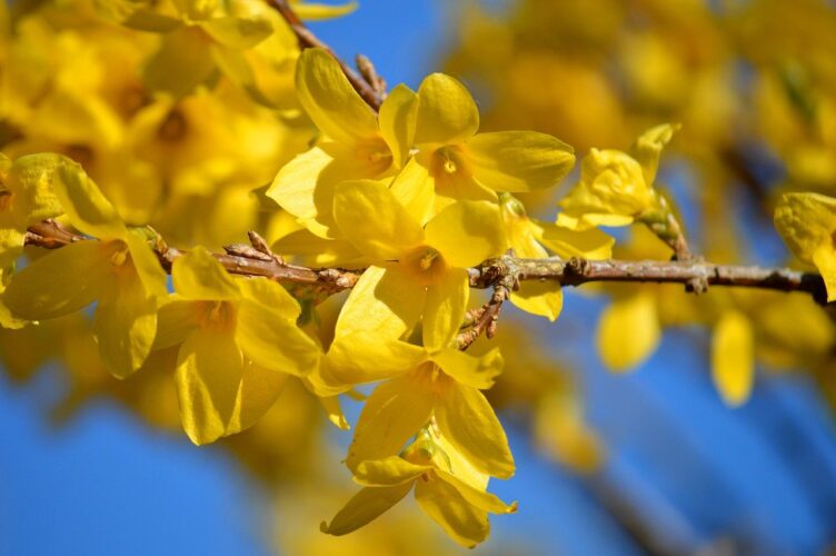 forsythia, spring flowers, spring, flower, hd wallpaper, forsythia flowers, yellow, plant, nature, forsythia bush, yellow flowers, spring blossoms, shrub, flowers background, flower wallpaper, flower branch, petals, beautiful flowers, hd background, floral background
