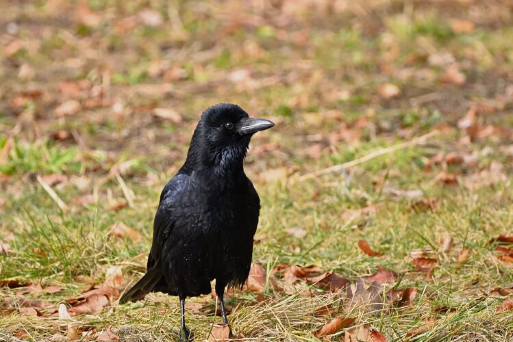 crow, black bird, winter, nature, feather, bird, wildlife, park, grass, carrion crow, autumn, leaves, ground, alone, day, cold, brown, leafless, simplicity, calm