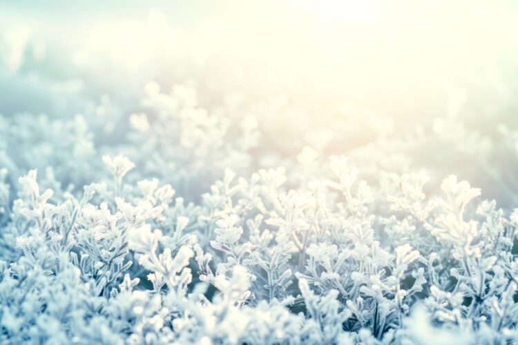 composite image, photo composite, digital composite, background replacement, winter background, frosty background, snowy backdrop, ice texture, frost pattern, cold atmosphere, winter landscape, snow overlay, frozen effect, winter scene, holiday background, seasonal backdrop, white texture, blue winter tones, arctic vibe, winter wallpaper, ai generated