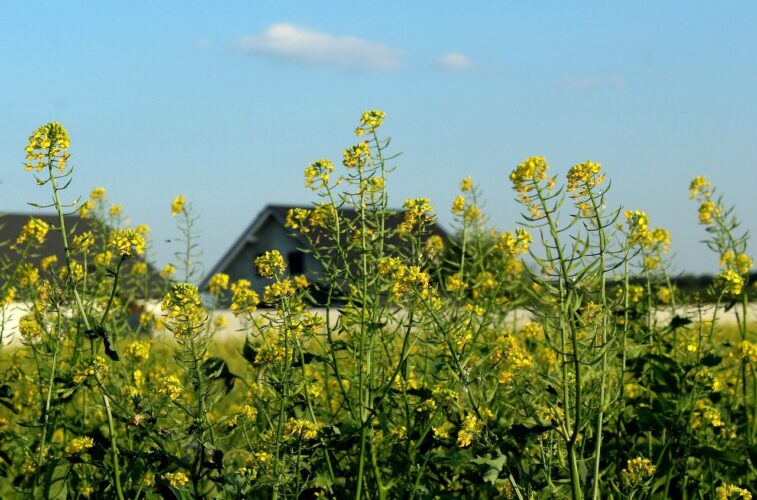 rapeseed, yellow flowers, cultivation, rural landscape, nature, field, agriculture, spring, blue sky, crop, flowers, houses, green, ecology, agricultural, horizon, day, food
