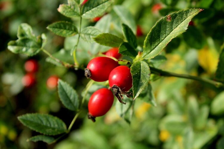 rosehip, red fruit, natural beauty, leaves, green, herbal remedy, shrub, shrub fruit, gardening, vitamin c, natural environment, garden plant, bush, outdoor, wild rose, herb gathering, medicinal plant, nature, ecological, botany