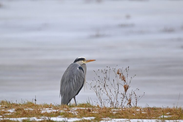 heron, pond, winter, snow, nature, feathers, calm, park, birds, water birds, feeding, beak, wetland, coloration, wildlife, ornithology, muddy, cold, spring