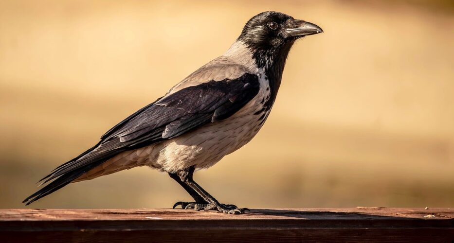 crow, bird, nature, portrait, feather, black, beak, details, portraiture, nature backdrop, wooden, natural light, sharp, outdoor, profile, texture, relaxed, black and white, light effect