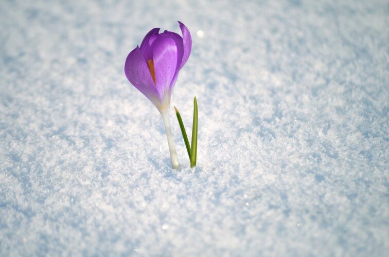 crocus, crocus flower, snow, harbinger of spring, winter, flower, blossom, bloom, violet, iridaceae, botany, spring flowers, nature, spring awakening, early bloomer, flora, beginning of spring, plant, floral, spring, nature wallpaper