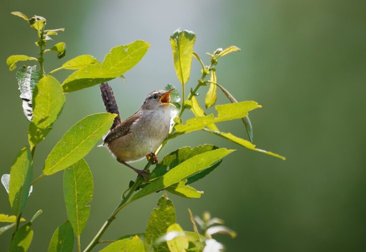 marsh wren, bird, animal, wildlife, nature, wild, leaves, branch, singing, calling