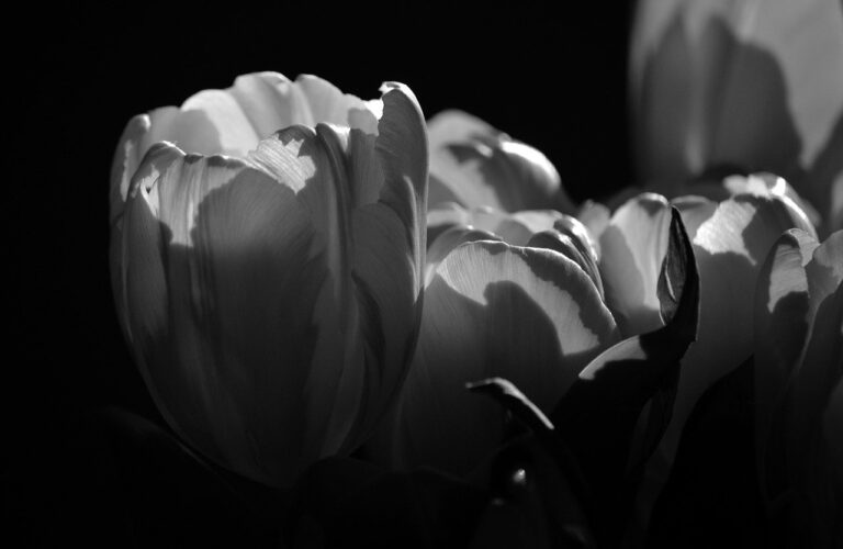 tulips, flower, hd background, blossoms, open, flowers background, open tulip flower, nature, flower wallpaper, close up, tulip flowers, spring flowers, cut flowers, petals, hd wallpaper, blossomed, sw