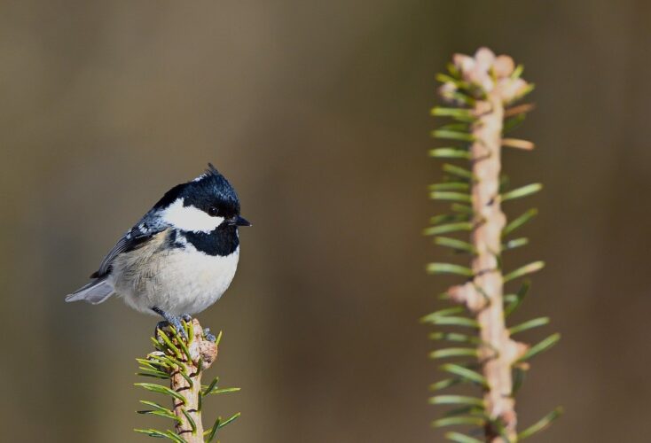 coal tit, nature, branch, ornithology, tit, black and white, songbird, sitting tit, birdwatching, black bird, natural setting, green plant, bird species, hemlock, public park, north america, fauna, bird, animal