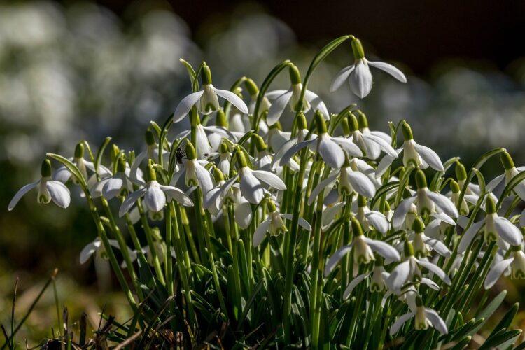 flower, nature, blossom, spring, snowdrop, white, wildflower, macro, details, awakening, meadow flower, seasonal flowers, ecology, beauty, freshness, green, garden, morning, awakened nature, flower background, flower wallpaper, beautiful flowers, delicate