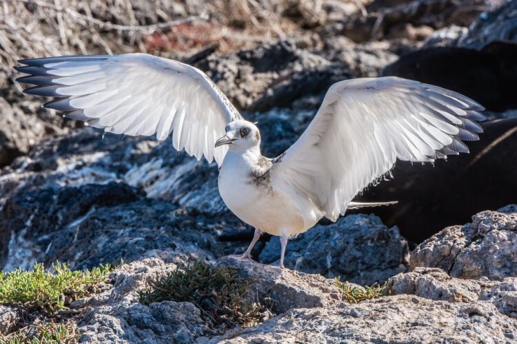 galapagos, bird, nature, wildlife, ornithology, plumage, avian, feathers, birdwatching, gull