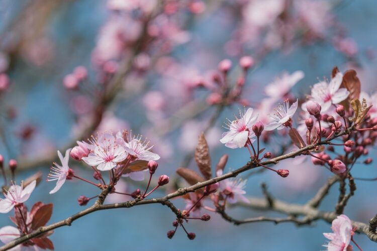 cherry blossom, nature, spring, branch, bloom, sakura, plant, pink, sky, flowering branch, petal, spring bloom, decorative, blooming, beauty, romantic, seasonal, zen, nature motif, background